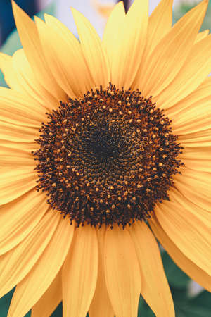 A close up of a sunflower during summerの写真素材
