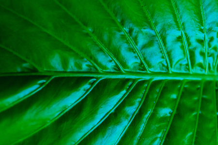 A flat image of a plant pattern in detail