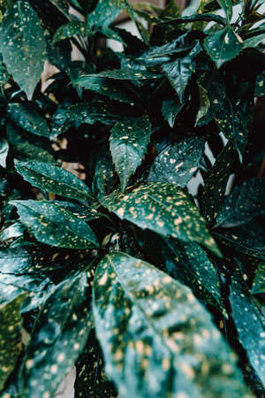 A Background of a lot of dark green leaves on moody tonesの写真素材