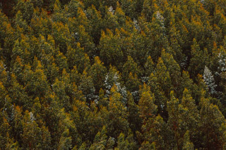 A colorful close up of a lot of wild trees in the forest during autumnの写真素材