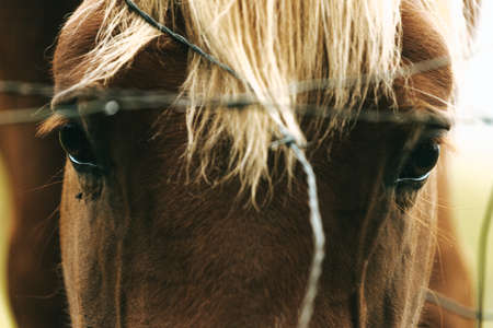 A super close up of a horse looking through the fence with sad eyesの写真素材