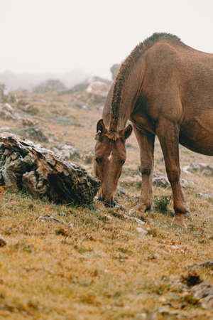 A close up of a brown wild horse in the mountains eating grass with a lot of mistの写真素材
