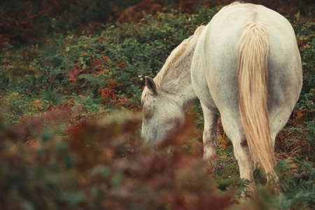 A wild white horse eating grass in the wild forest with copy spaceの写真素材