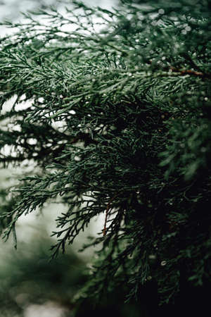 A close up of some green leaves with the light creating beans in the imageの写真素材