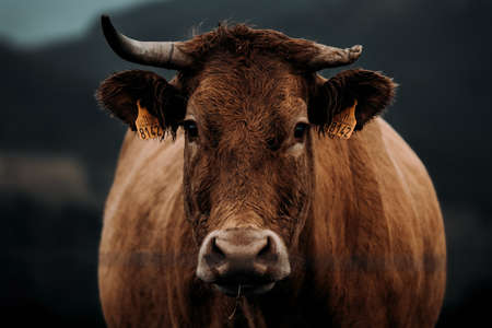 A close up of a brown cow with a broken horn looking straight to camera during a stormy day in the middle of the mountainsの写真素材