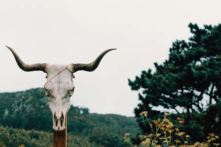 A cow skull in a wooden trunk in front of some giant mountains with copy spaceの写真素材