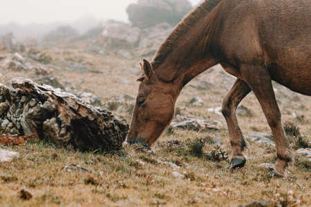 A close up of a brown horse in the mountain eating grass surrounded by the mistの写真素材