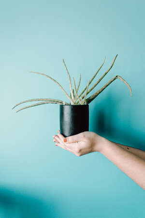 A super minimalistic hand grabbing a green plant in front of a pastel blue wallの写真素材
