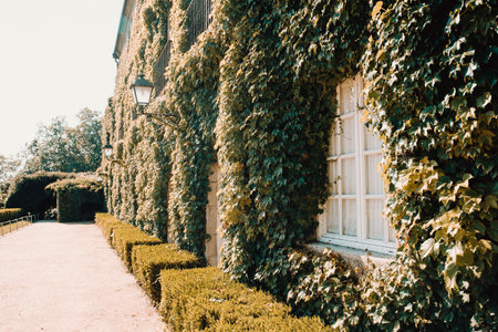 A close up of an ancient white house with creepers all over the wall during autumnの写真素材