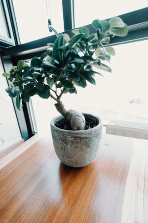A old bonsai over a wooden table during a sunny dayの写真素材