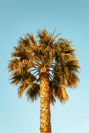 A close up of a palm tree with the clean blue sky as the backgroundの写真素材