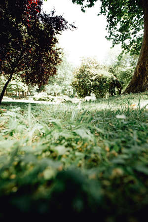 The ant view of the grass of the park with some trees during a bright dayの写真素材