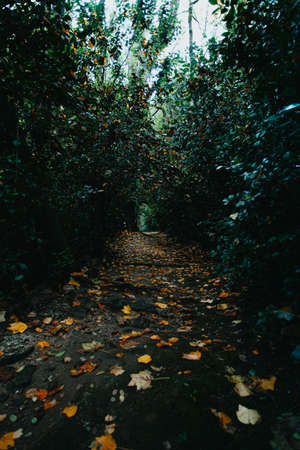 A path between a massive garden during autumnの写真素材