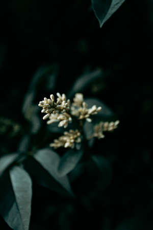 A super close up of a white and yellow plant with a dark and moody backgroundの写真素材