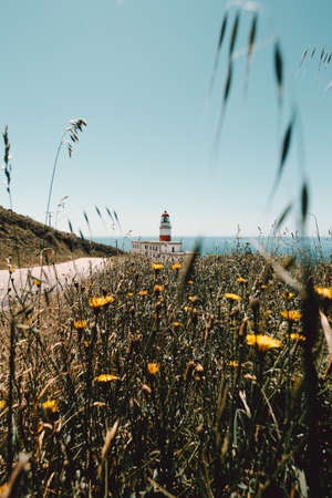 A vertical shot of a red and white lighthouse from the meadow of flowersの写真素材