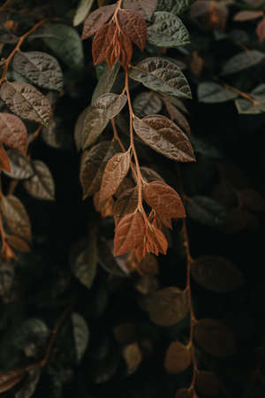 A background made of red and dark green leaves over a black backgroundの写真素材