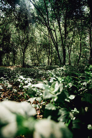 A background with copy space of the green forest in Spain during a sunny dayの写真素材