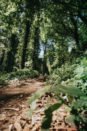 A wide angle view of the forest from the bushes during a bright and sunny dayの写真素材