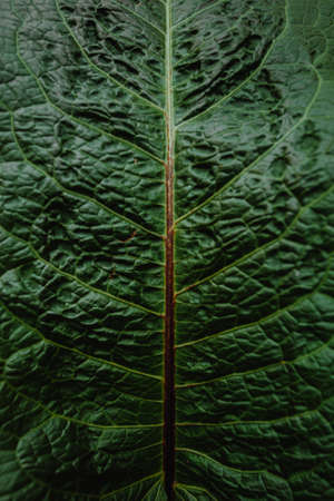 A super close up of a pattern in a leaf of a plant with super textureの写真素材