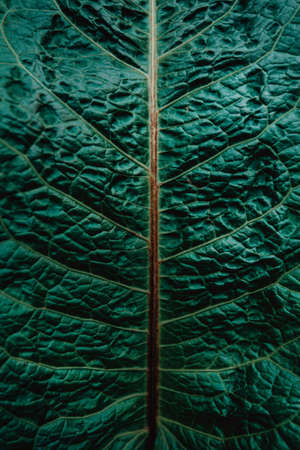 A super close up of a pattern in a leaf of a plant with super textureの写真素材