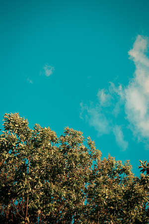 A minimalist close up of some colorful trees over a colorful blue skyの写真素材