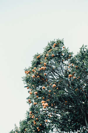 A minimalistic image of an orange fruit tree over a bright white skyの写真素材