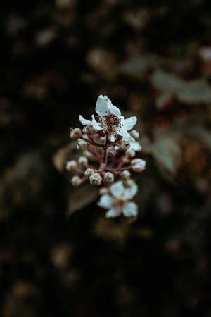 A super close up of a white flower in the forest wallpaperの写真素材