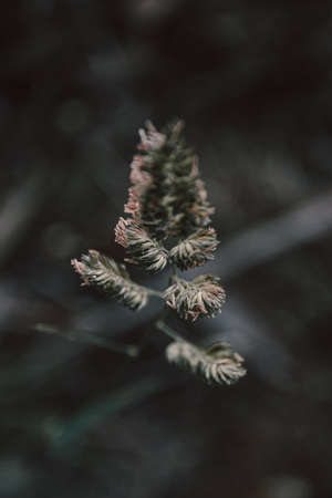 A macro of a spike in the middle of other plants wallpaperの写真素材