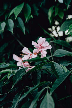 Some pink flowers over a green background with dark tones and copy-spaceの写真素材