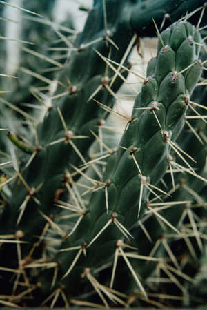 A close up with copy space wallpaper of a cactusの写真素材