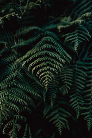 Some ferns on desaturated green tones in the middle of the forest with copy spaceの写真素材