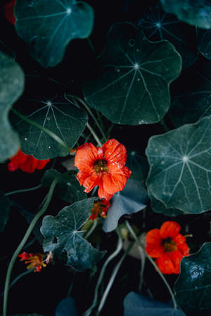 Some red flowers over a green background with dark tones and copy-spaceの写真素材