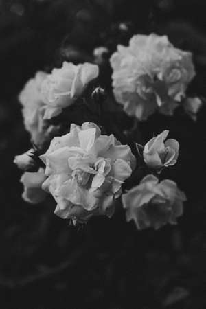 Some dark white roses in black and white wallpaper with copy-spaceの写真素材