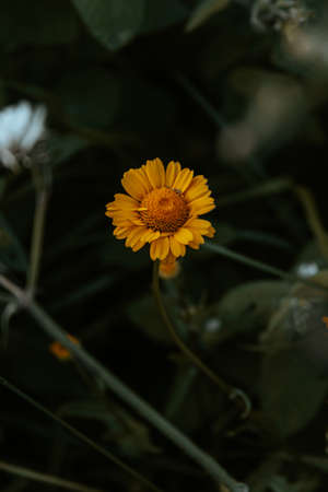 A close up of a solitary daisy over a green background with copy spaceの写真素材