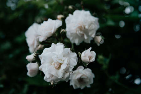A wallpaper close up of white roses with a green backgroundの写真素材