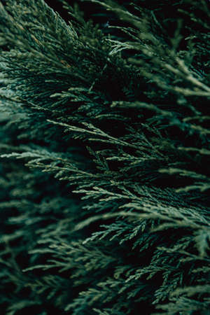 Some super textured green plants backgroundの写真素材