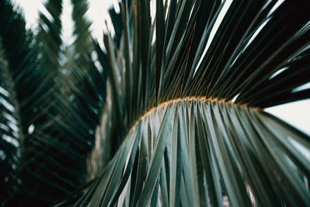 A horizontal close up of a palm tree with copy space during a bright dayの写真素材