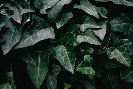 A horizontal background of some super textured green leaves for copy spaceの写真素材