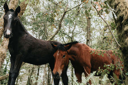 A close up of two young wild horses in the forest during a bright day with copy spaceの写真素材