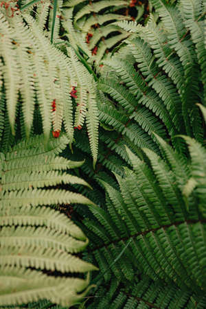 A background of some ferns in close up with a bright green and strong texturesの写真素材