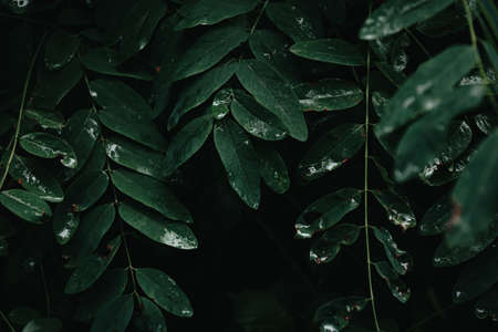 A dark background with dark green leaves and shadows with copy spaceの写真素材