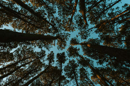 A background made of all the tree peaks with a bright blue skyの写真素材