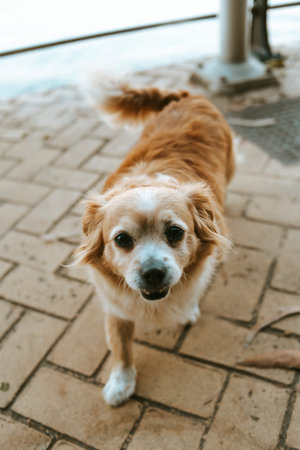 A small and furry dog running towards the camera