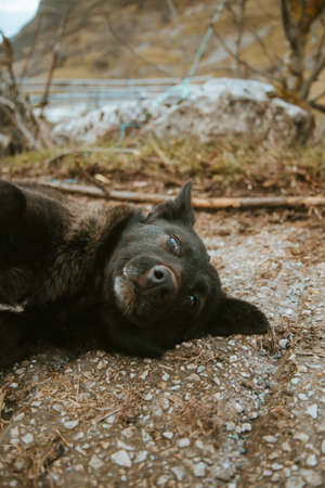 A black cute dog resting on the roadの写真素材