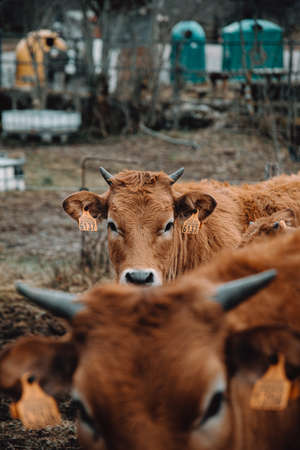 A brown cow looking to camera in the middle of a lot of cowsの写真素材