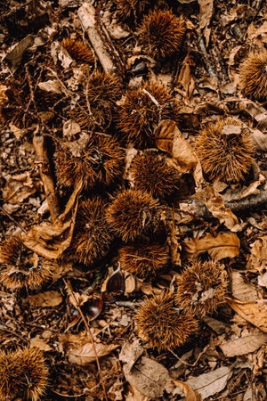 A background of some nuts over fallen leaves in autumnal tones with copy space