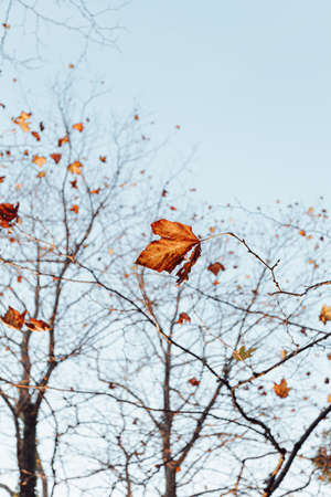 A group of autumnal and fall leaves over a clear blue background with copy spaceの写真素材