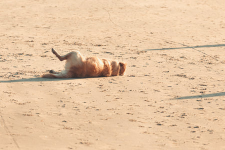 A cute senior dog playing on the sand of the beach during a bright day with copy space