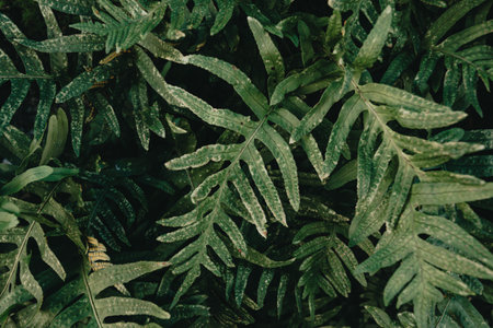 A close up of some green plants with super texture and deep shadows with copy spaceの写真素材