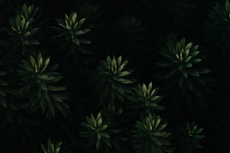 A close up of a super textured repetitive dark green plants with dark shadows and black on a relaxing scene with copy spaceの写真素材